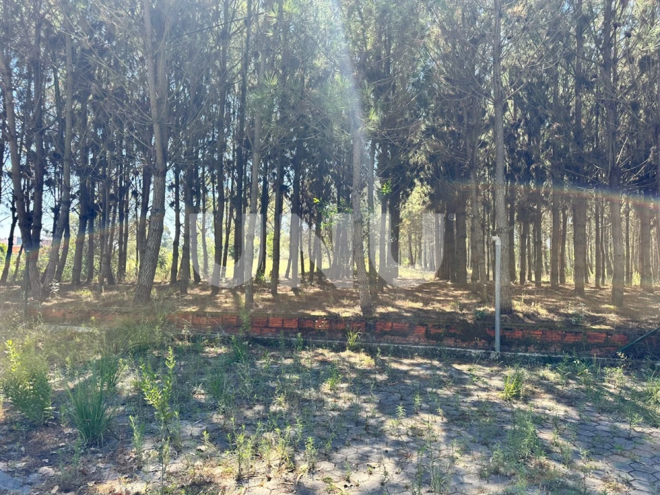 Terreno Agricola ou Rústico para Venda em Bustos, Troviscal e Mamarrosa Foto 9