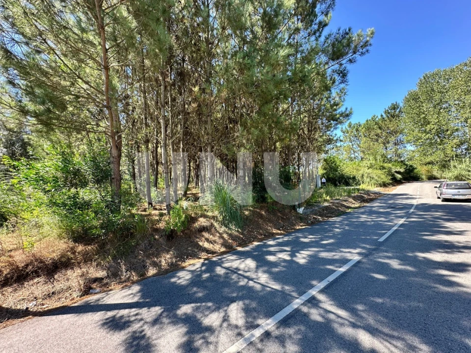Terreno Agricola ou Rústico para Venda em Bustos, Troviscal e Mamarrosa Foto 10