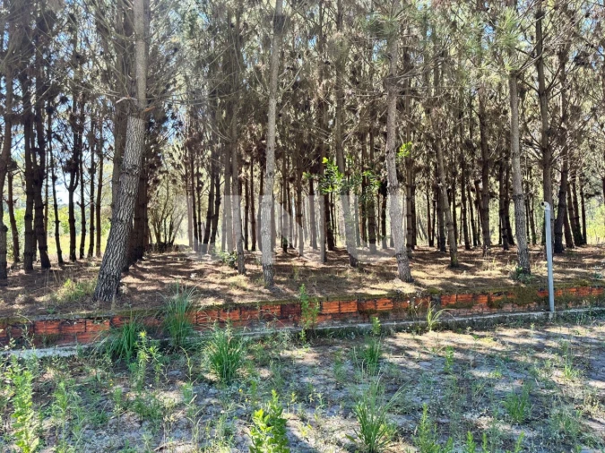 Terreno Agricola ou Rústico para Venda em Bustos, Troviscal e Mamarrosa Foto 8