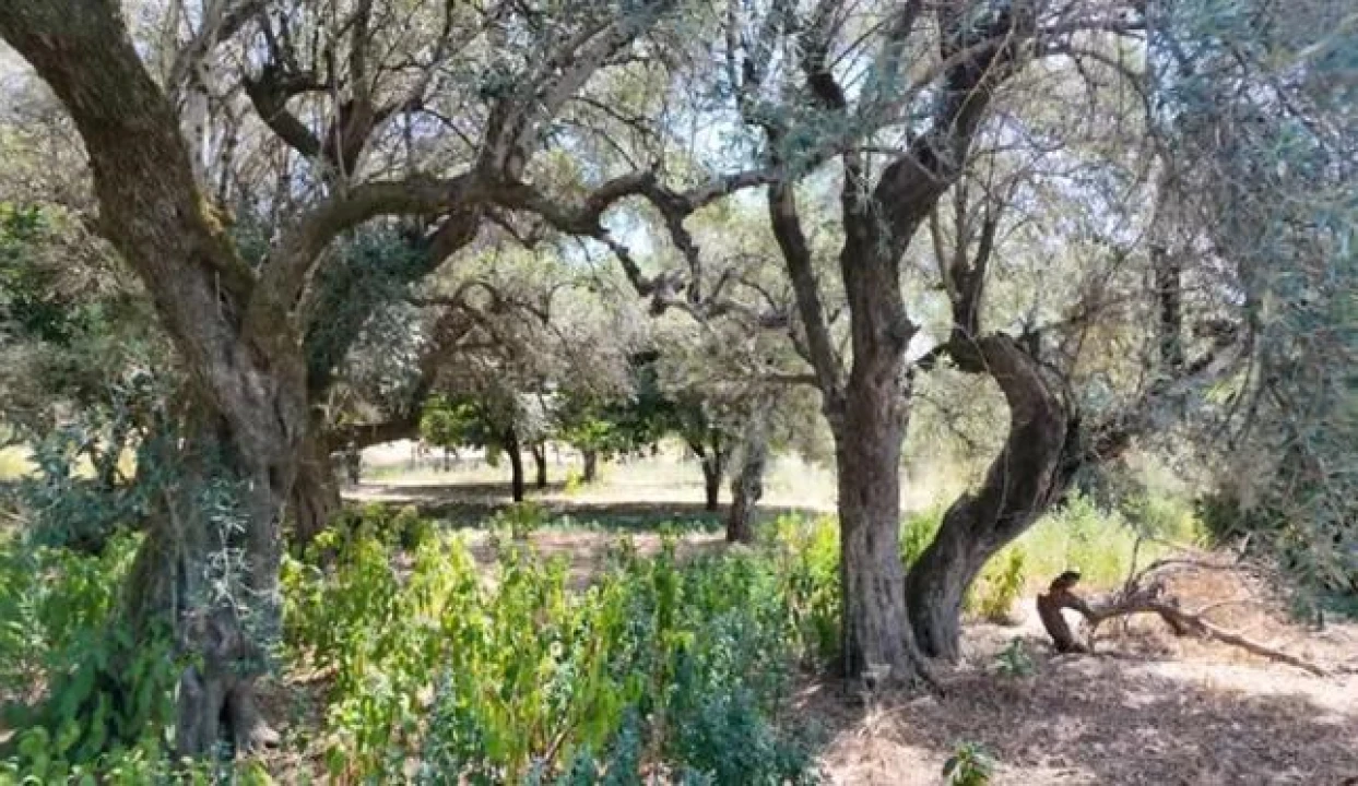 Moradia T10 para Venda em Soalheira Foto 27