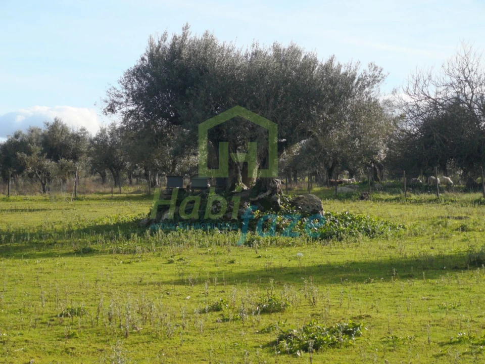 Quinta T3 para Venda em São Bento do Mato Foto 2