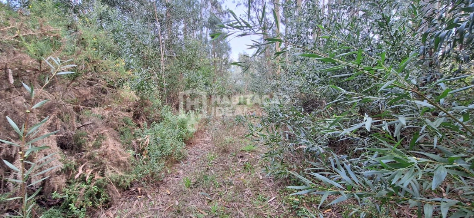 Terreno Agricola ou Rústico para Venda em Bustos, Troviscal e Mamarrosa Foto 3