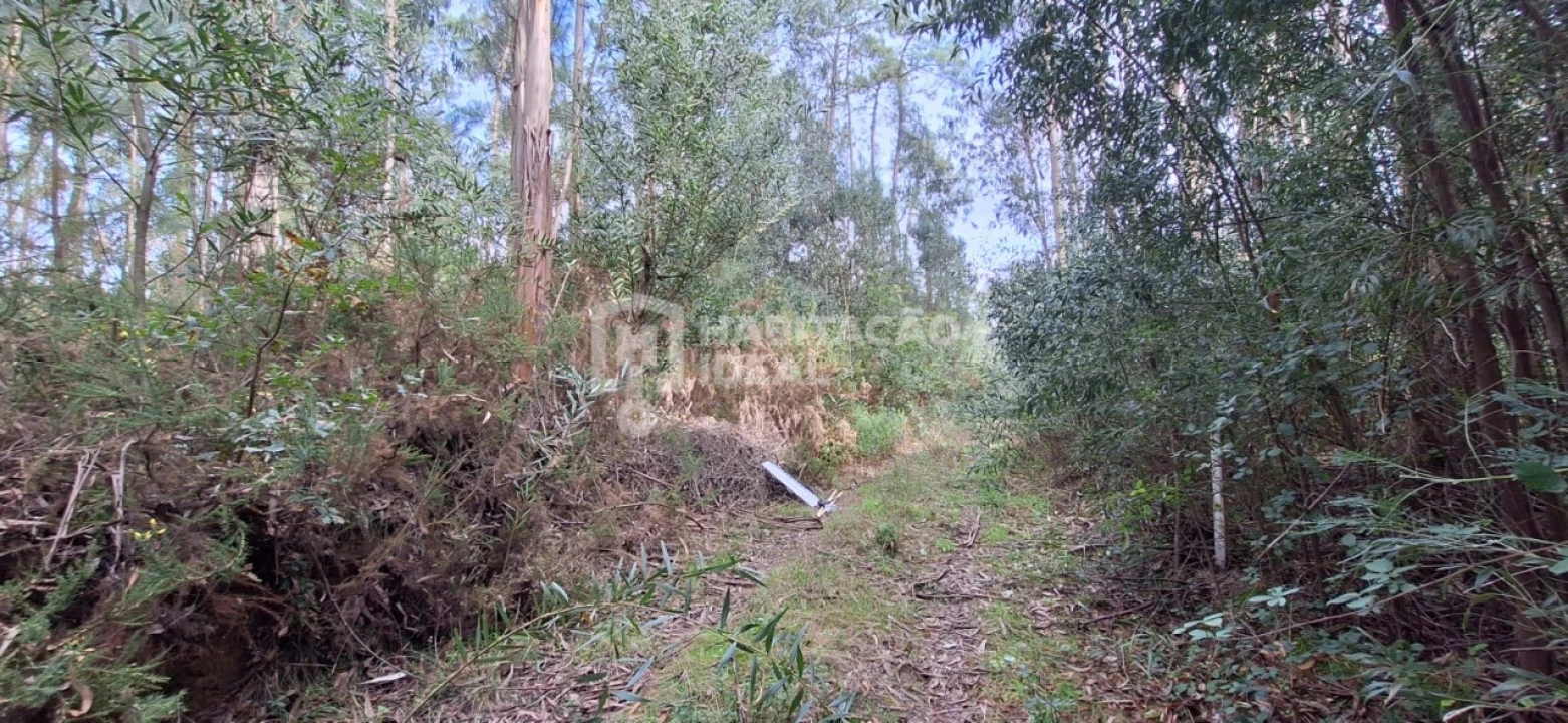 Terreno Agricola ou Rústico para Venda em Bustos, Troviscal e Mamarrosa Foto 5