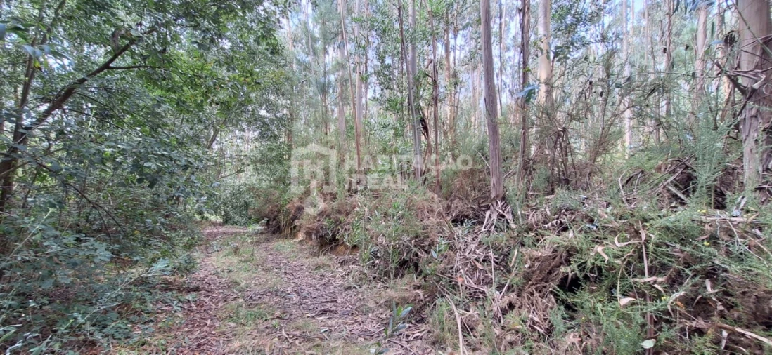 Terreno Agricola ou Rústico para Venda em Bustos, Troviscal e Mamarrosa Foto 4