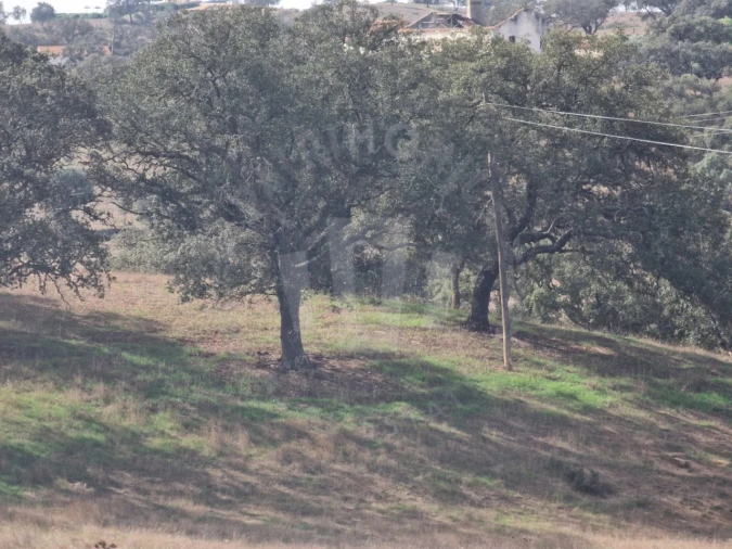 Quinta para Venda em Abela Foto 15