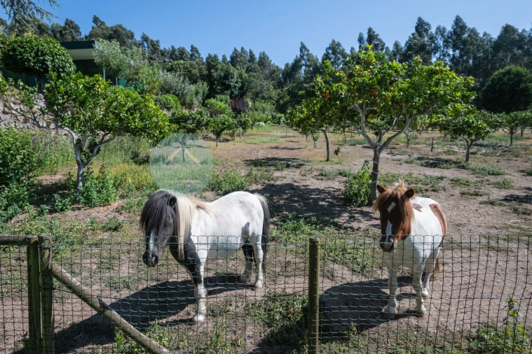 Quinta T6 para Venda em Monte Córdova Foto 28