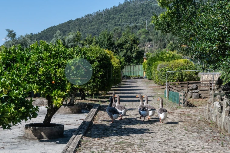 Quinta T6 para Venda em Monte Córdova Foto 45