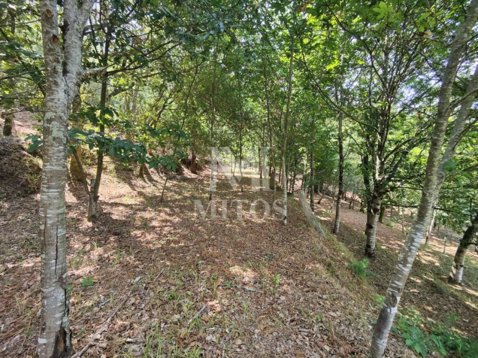 Moradia T3 para Venda em Durrães e Tregosa Foto 28