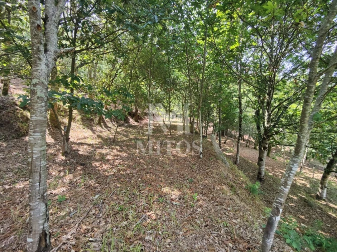 Moradia T3 para Venda em Durrães e Tregosa Foto 28