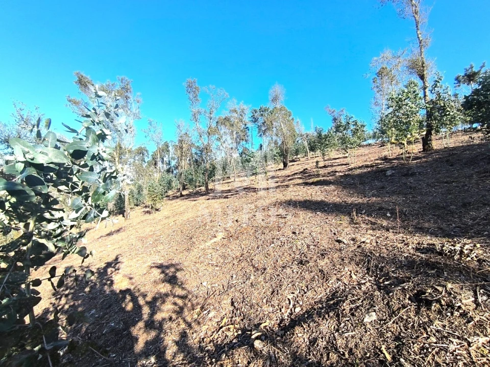 Terreno para Venda em Durrães e Tregosa Foto 4