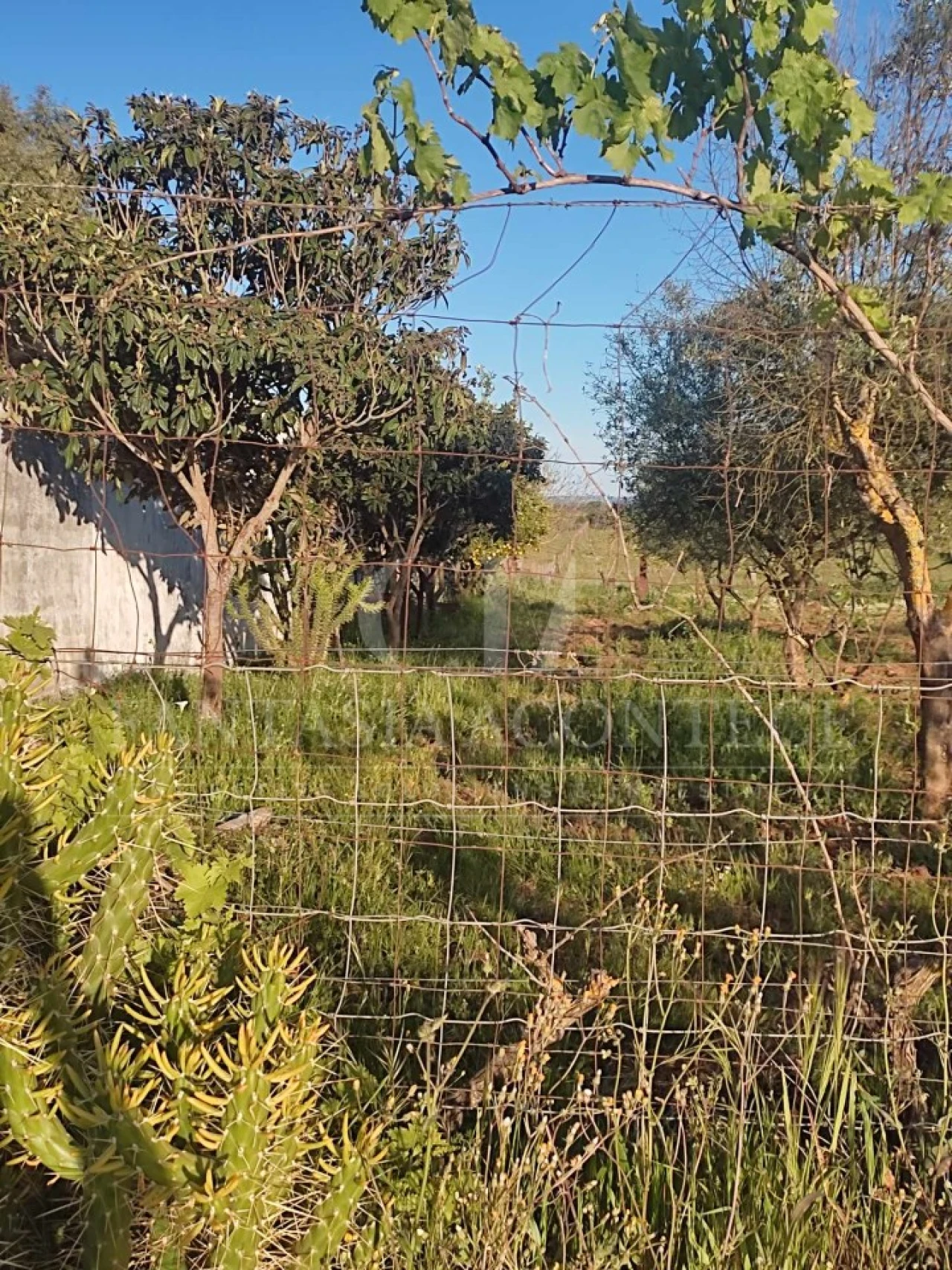 Terreno Agricola ou Rústico para Venda em Casa Branca Foto 5