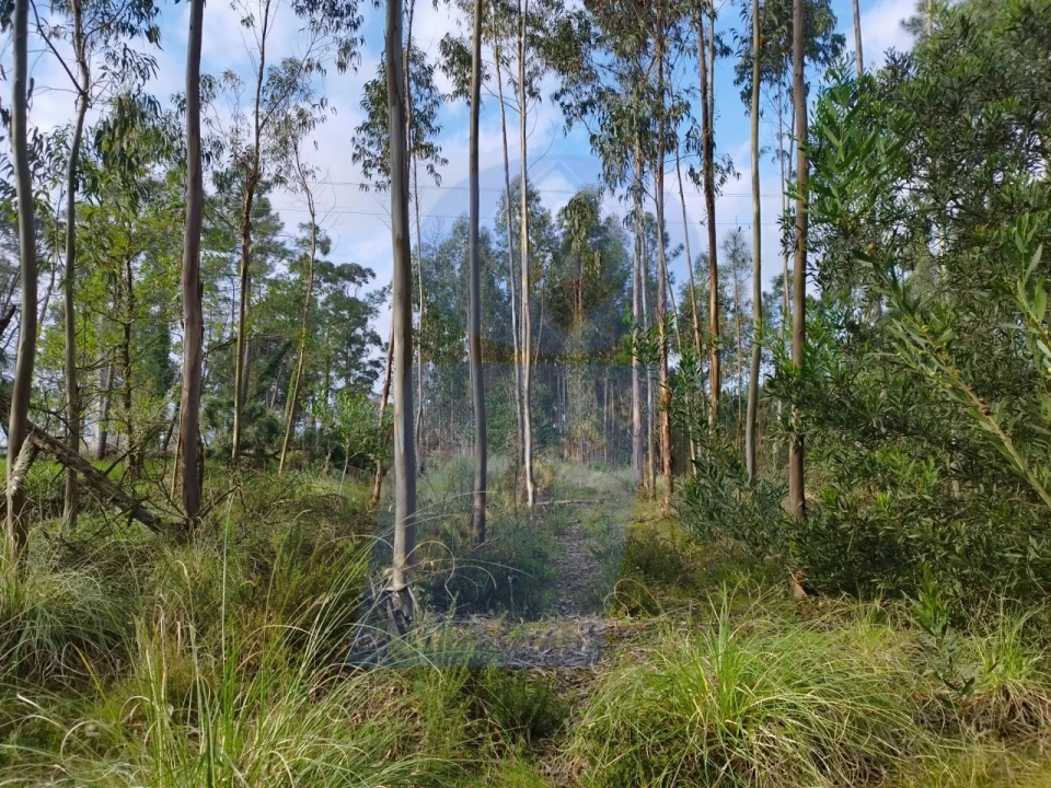 Terreno para Venda em Bustos, Troviscal e Mamarrosa Foto 2
