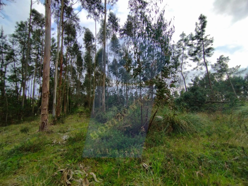 Terreno para Venda em Bustos, Troviscal e Mamarrosa Foto 4