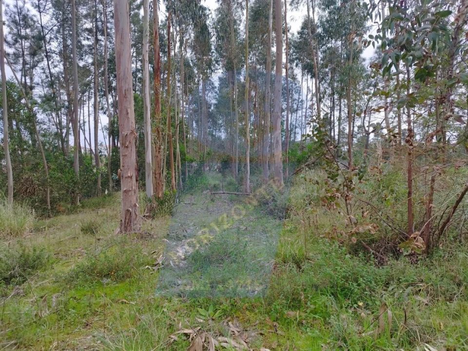 Terreno para Venda em Bustos, Troviscal e Mamarrosa Foto 6