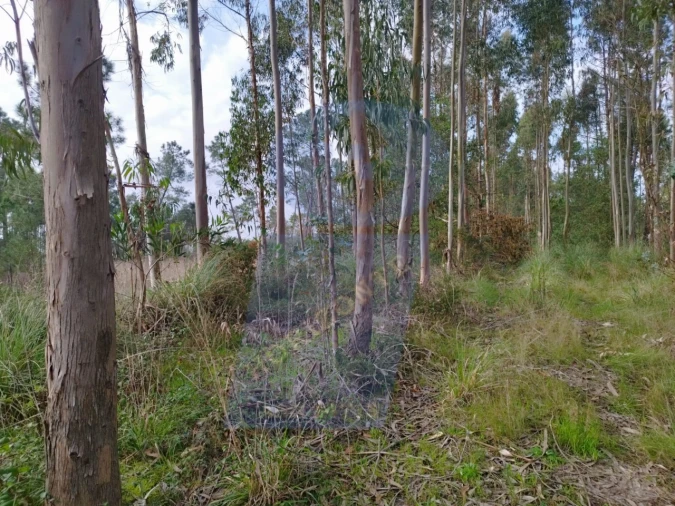 Terreno para Venda em Bustos, Troviscal e Mamarrosa