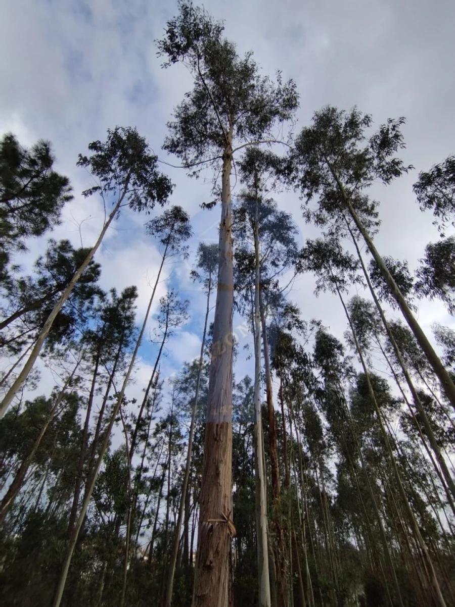 Terreno para Venda em Bustos, Troviscal e Mamarrosa Foto 3
