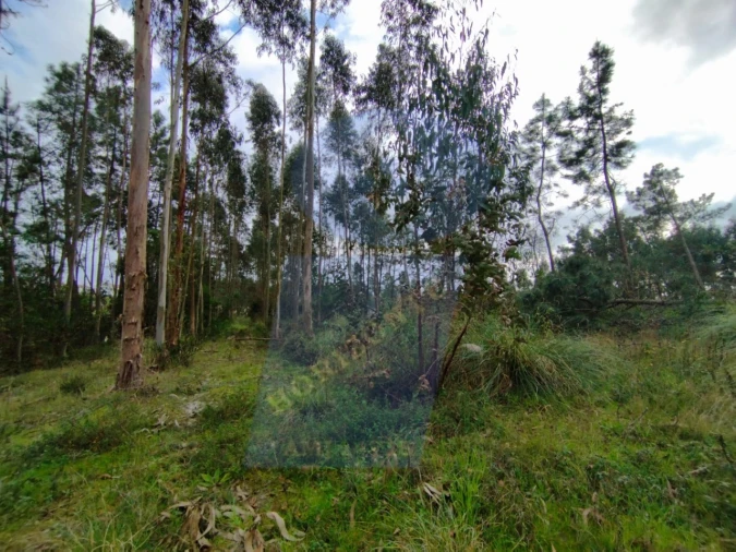 Terreno para Venda em Bustos, Troviscal e Mamarrosa Foto 4