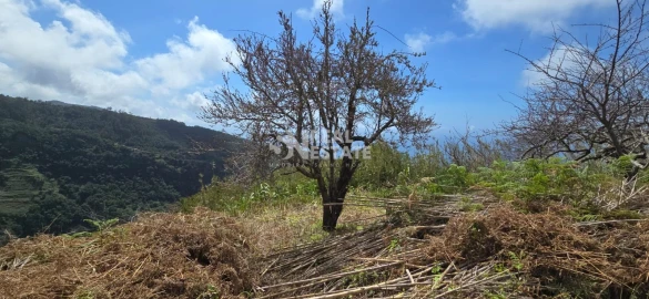 Terreno para Venda em Tabua