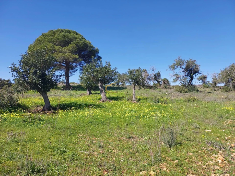 Terreno Agricola ou Rústico para Venda em São Silvestre Foto 3