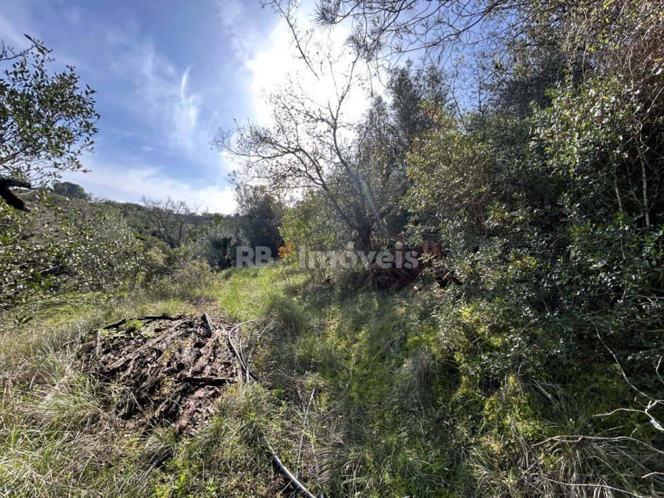 Quinta T3 para Venda em Madalena e Beselga Foto 15