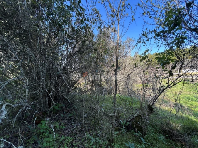 Quinta T3 para Venda em Madalena e Beselga Foto 12