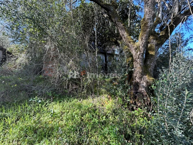 Quinta T3 para Venda em Madalena e Beselga Foto 13