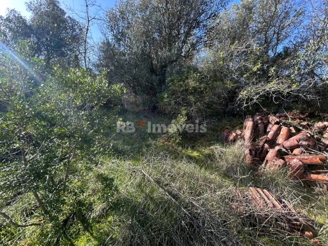 Quinta T3 para Venda em Madalena e Beselga Foto 16