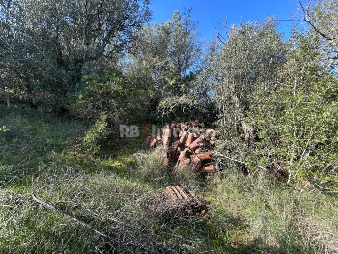 Quinta T3 para Venda em Madalena e Beselga Foto 17