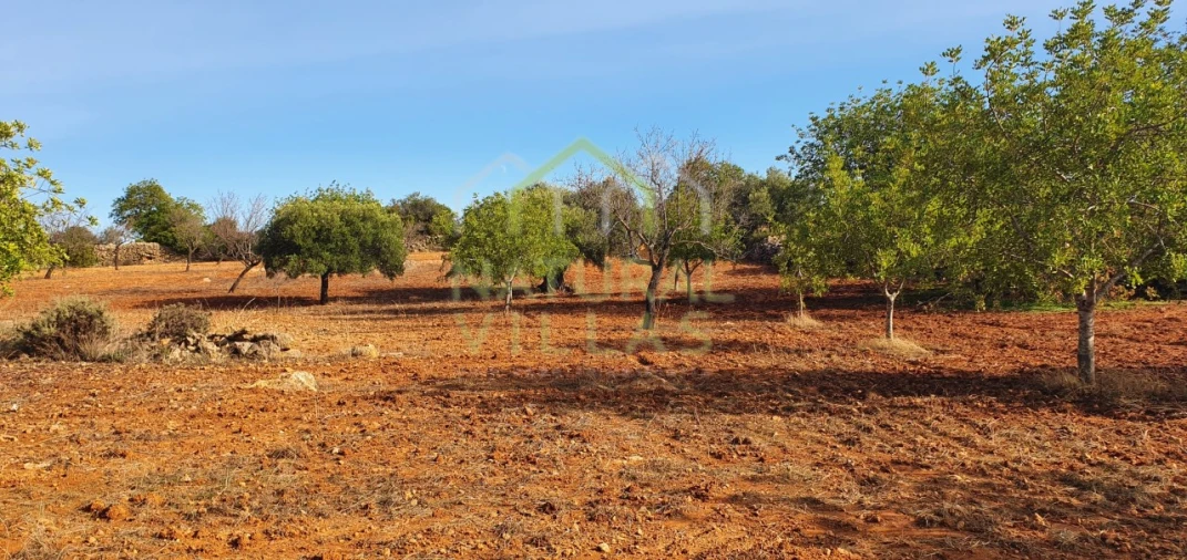 Terreno Misto para Venda em Conceição e Estoi Foto 3