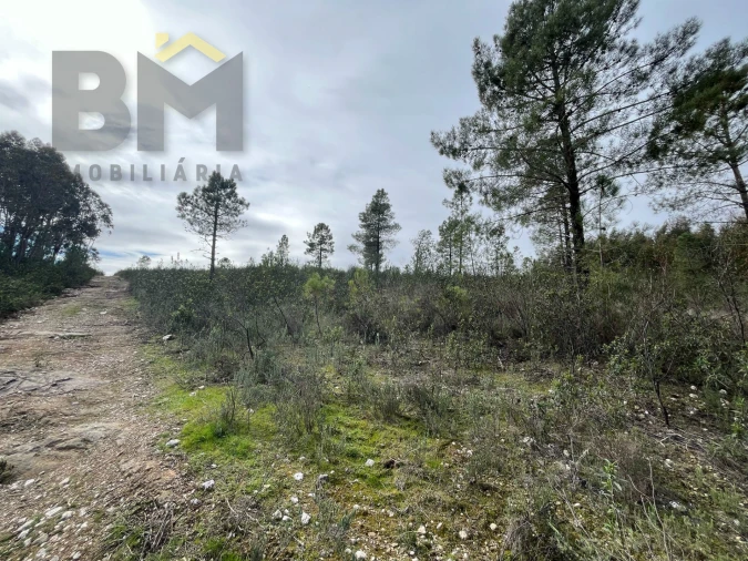 Terreno Agricola ou Rústico para Venda em Salgueiro do Campo Foto 4