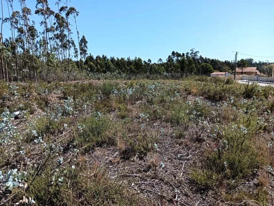 Terreno para Venda em Angeja Foto 2