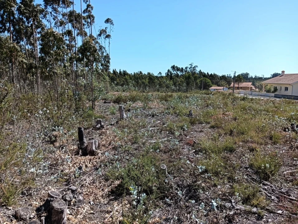 Terreno para Venda em Angeja Foto 3