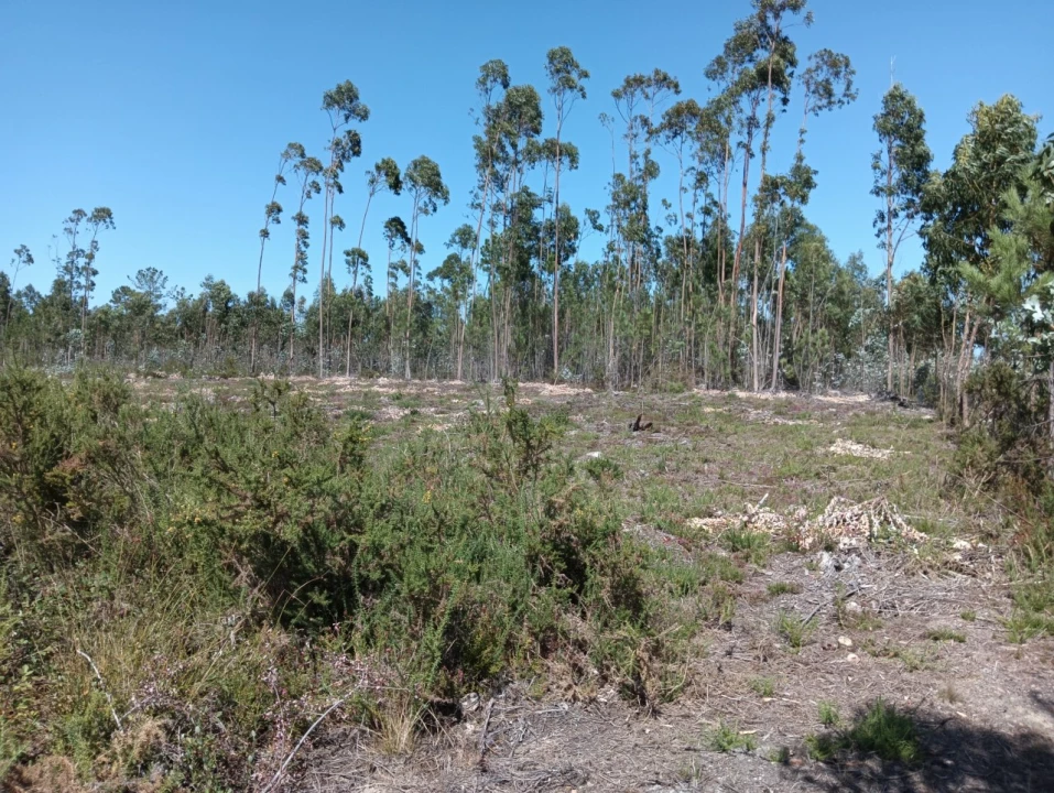 Terreno para Venda em Angeja Foto 4