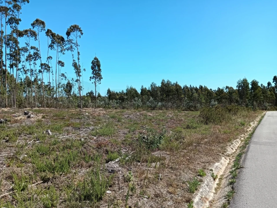Terreno para Venda em Angeja Foto 6