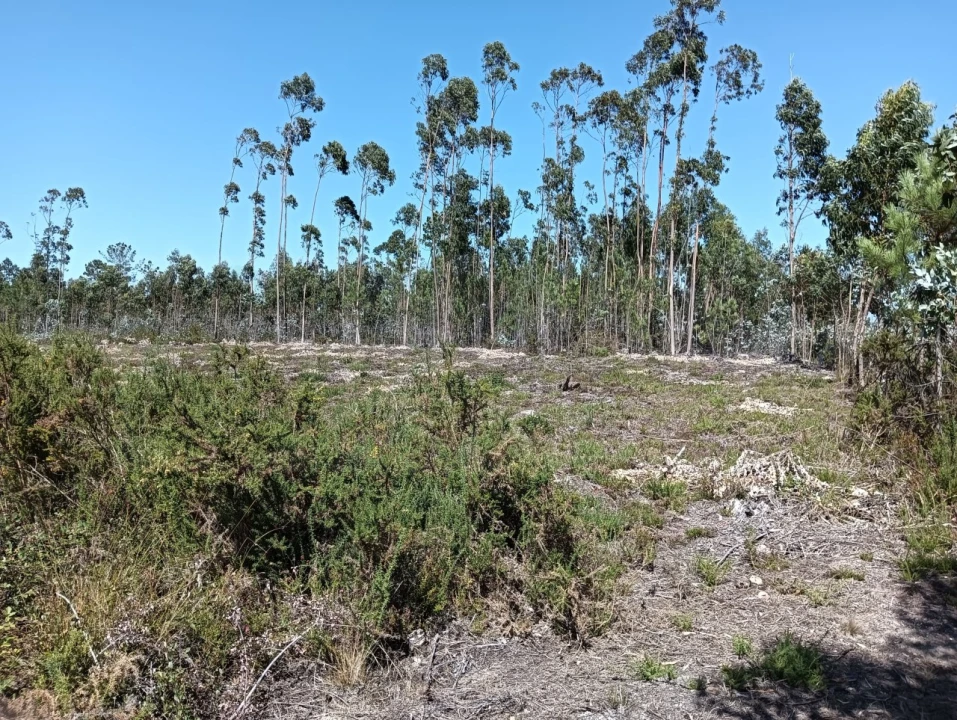 Terreno para Venda em Angeja Foto 7