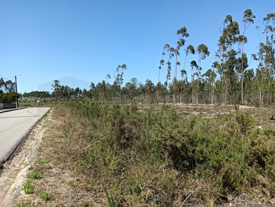 Terreno para Venda em Angeja Foto 9