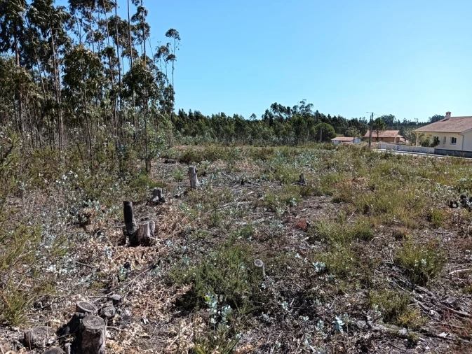 Terreno para Venda em Angeja Foto 3