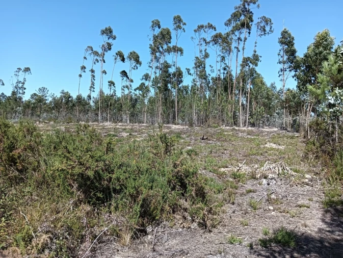 Terreno para Venda em Angeja Foto 7