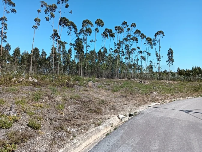 Terreno para Venda em Angeja Foto 8
