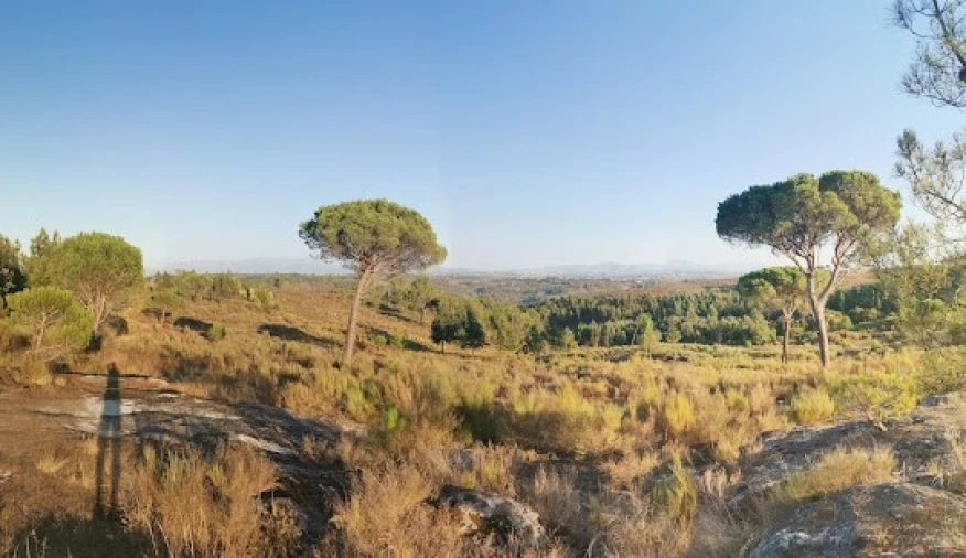 Terreno para Venda em Currelos, Papízios e Sobral Foto 3