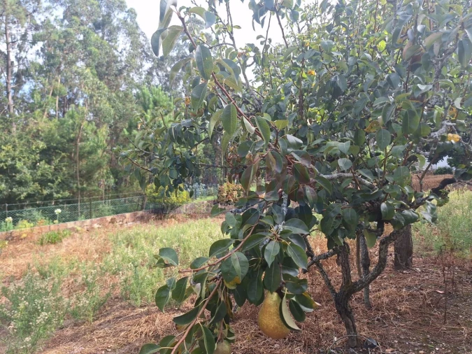 Terreno para Venda em Bagunte, Ferreiró, Outeiro Maior e Parada Foto 6