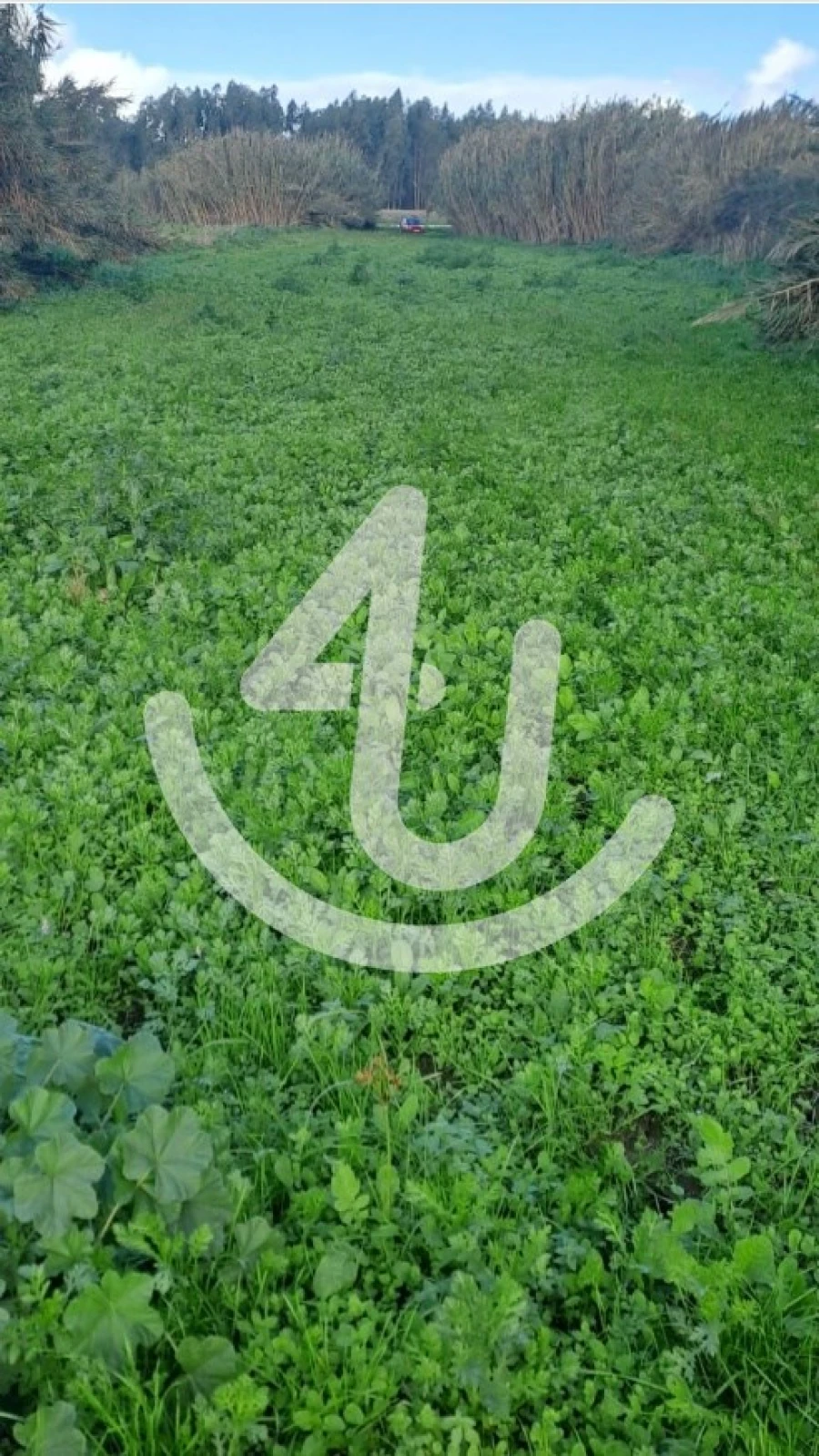 Terreno Agricola ou Rústico para Venda em São Martinho do Porto Foto 6
