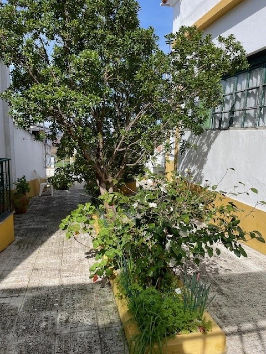 Quinta para Venda em Mora Foto 7