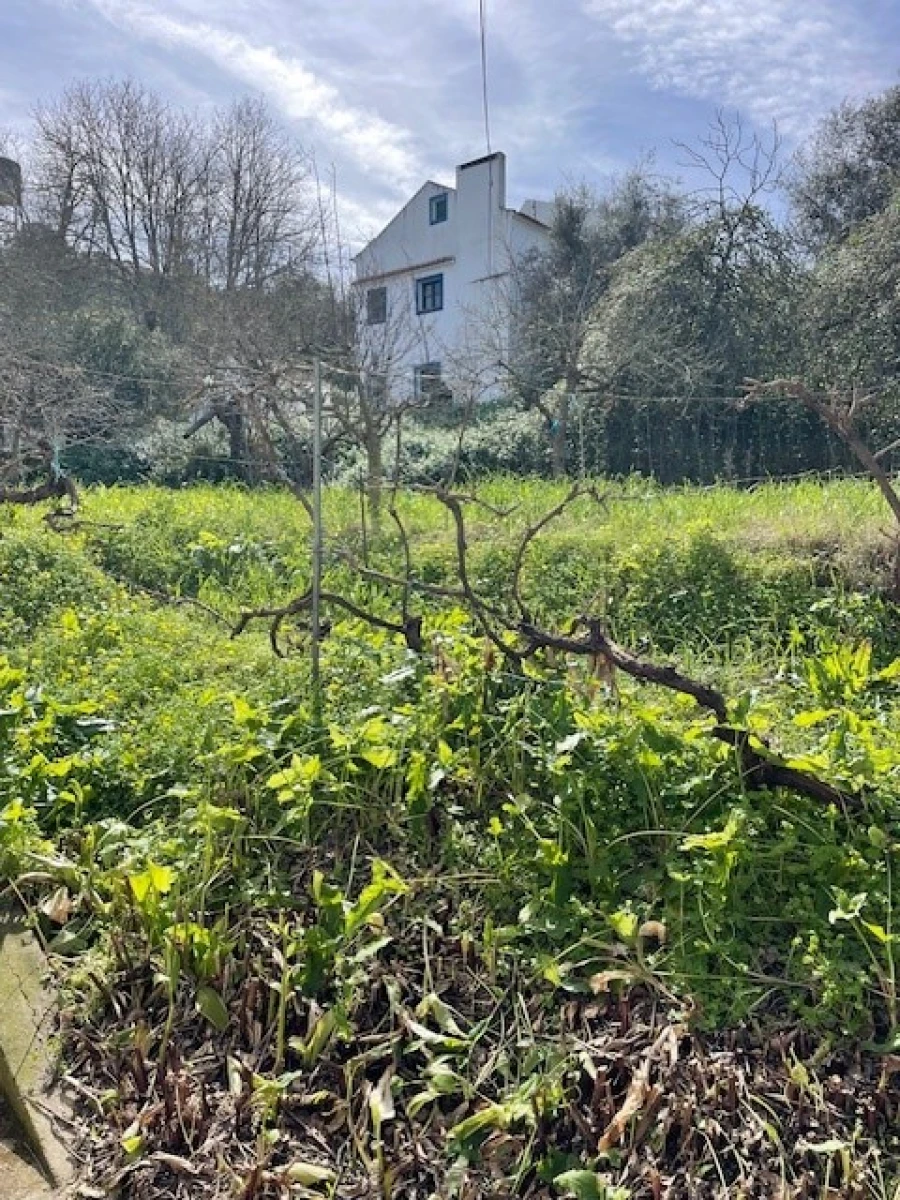 Quinta para Venda em Mora Foto 27