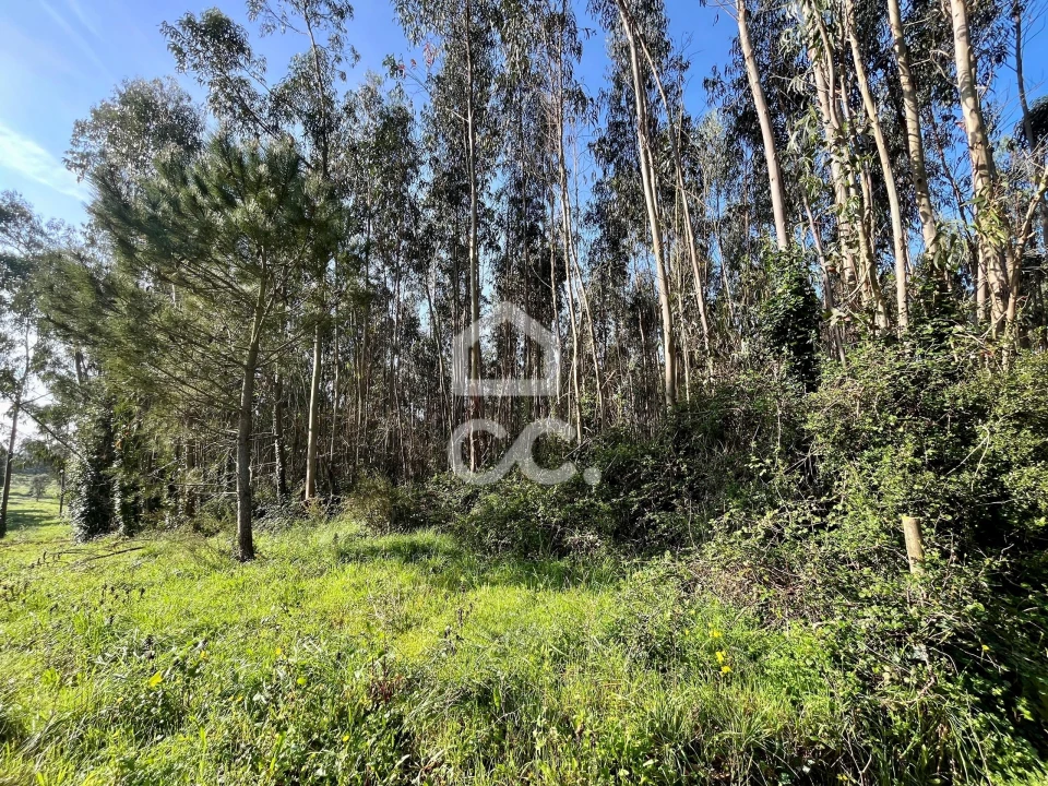 Terreno para Venda em Caldas da Rainha - Santo Onofre e Serra do Bouro Foto 6