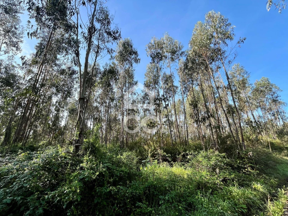 Terreno para Venda em Caldas da Rainha - Santo Onofre e Serra do Bouro Foto 11