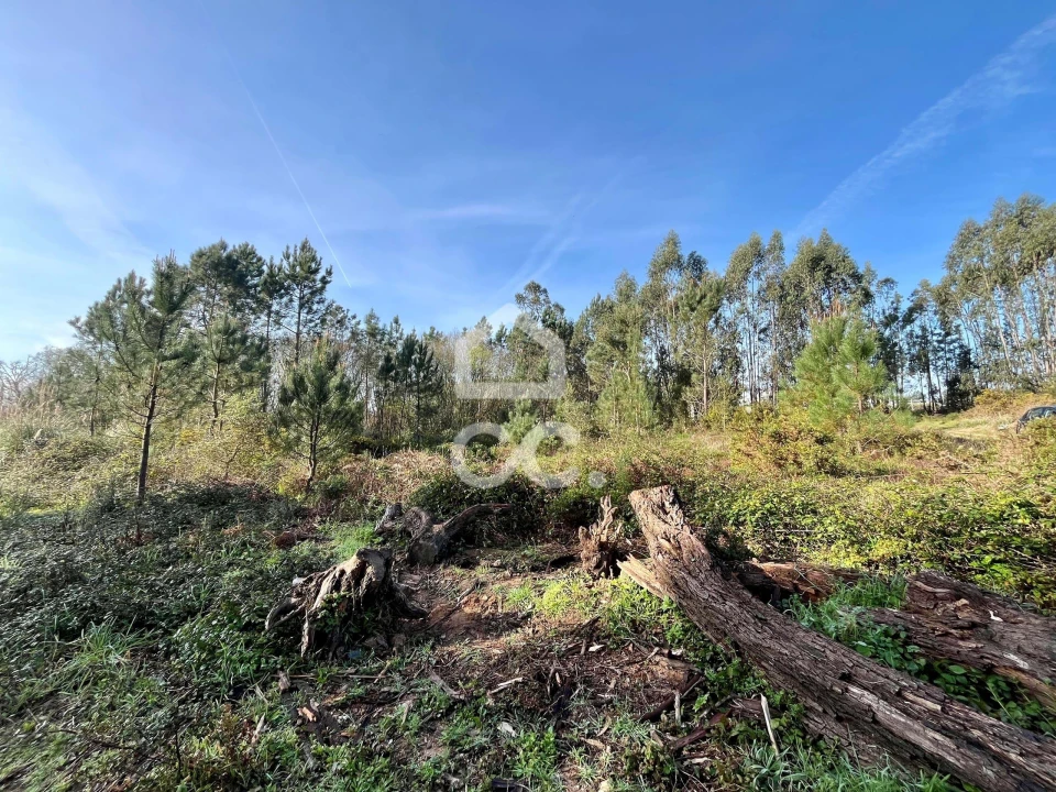 Terreno para Venda em Caldas da Rainha - Santo Onofre e Serra do Bouro Foto 18