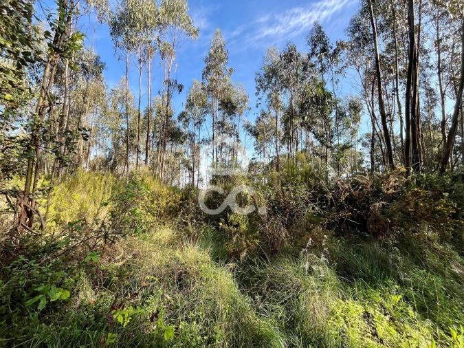 Terreno para Venda em Caldas da Rainha - Santo Onofre e Serra do Bouro Foto 10