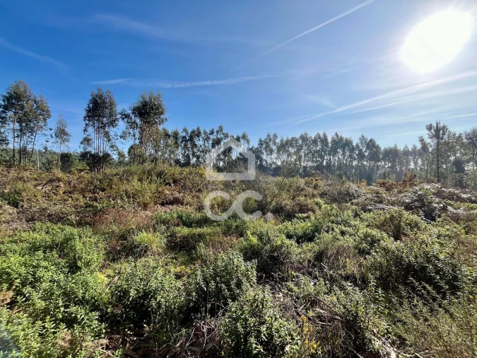 Terreno para Venda em Caldas da Rainha - Santo Onofre e Serra do Bouro Foto 14
