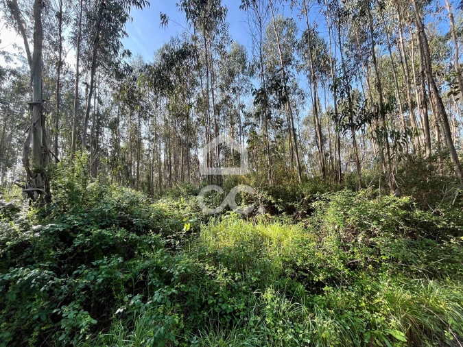 Terreno para Venda em Caldas da Rainha - Santo Onofre e Serra do Bouro Foto 8